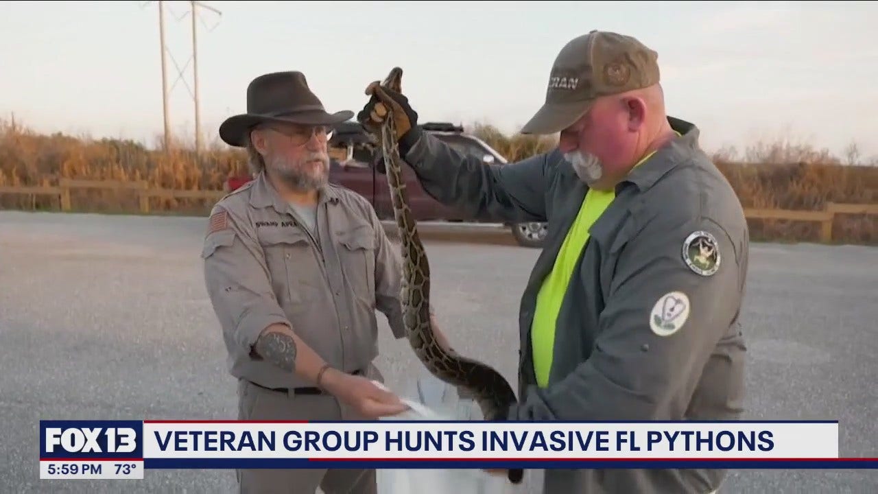 Veteran group hunts invasive FL pythons FOX 13 Seattle