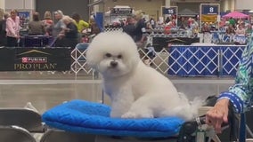 World Series of Dog Shows underway at NRG Center