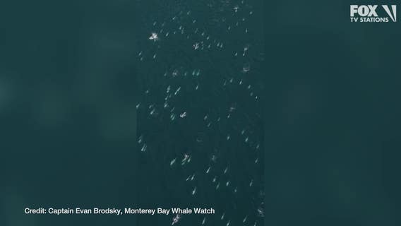 ‘We were totally surrounded’: Super pod of 1,500 dolphins captured on drone video