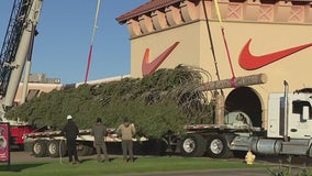 AZ's tallest fresh-cut Christmas tree arrives in north Phoenix