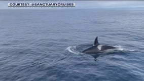 Watch: Killer whales spotted off coast of Monterey Bay