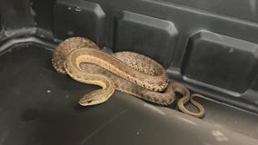 Cops wrangle snake on West Village street