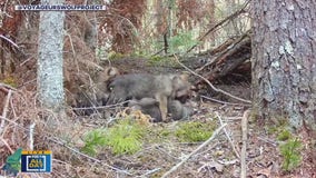 Voyageurs Wolf Project on rare footage they capture