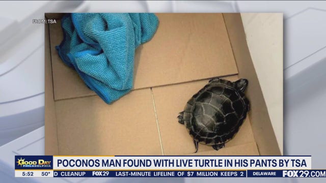 Live turtle found in Pennsylvania man's pants at NJ airport