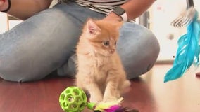 Woman adopts kitten found in Disney parking lot