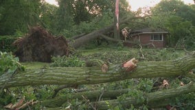 Southfield homeowner unscathed after tree collapse