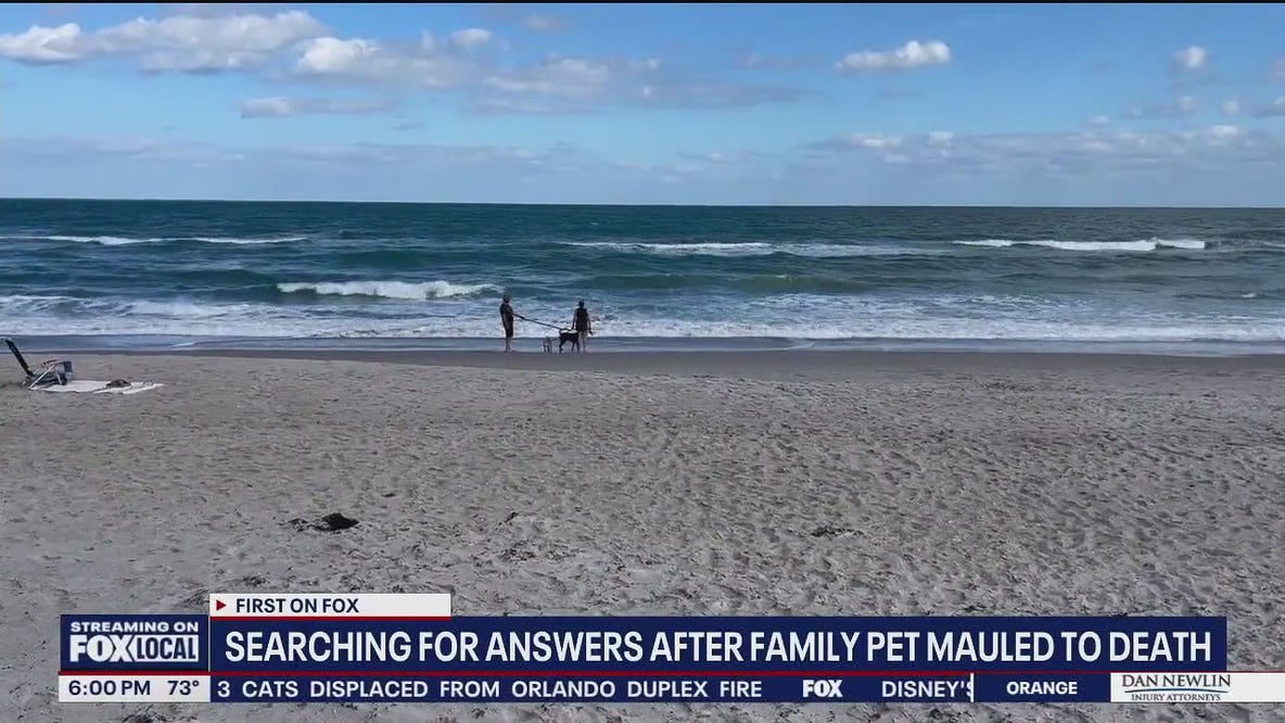 Sheriff looking for woman whose two dogs allegedly mauled chihuahua