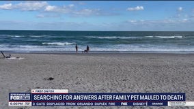 Sheriff looking for woman whose two dogs allegedly mauled chihuahua