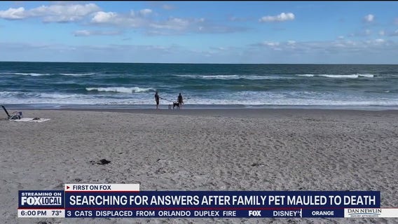 Sheriff looking for woman whose two dogs allegedly mauled chihuahua