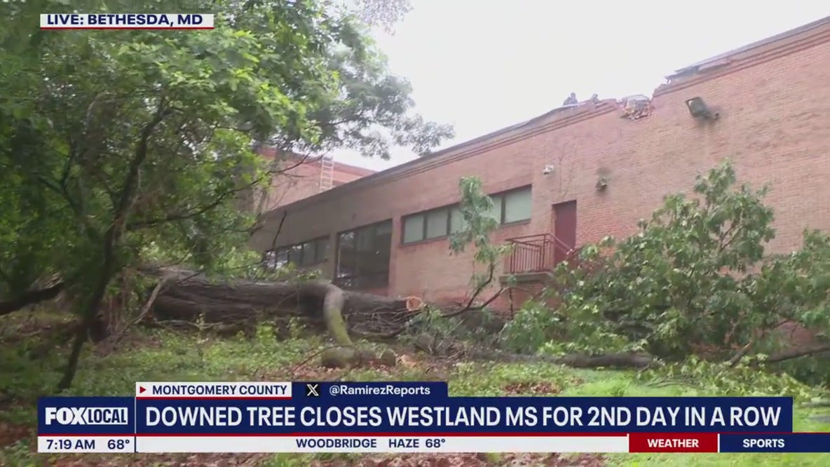 Downed tree closes Westland MS for second day