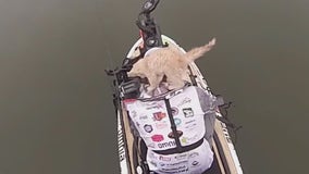 MN angler catches cat while fishing