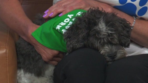 Chicagoland’s largest dog adoption event coming to Yorktown Center this weekend