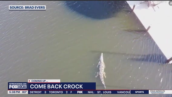 Crocodile sightings stir concern on Florida’s Space Coast