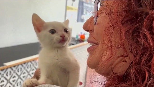 Kitten nearly drowns after being stuffed in bag, tossed in canal