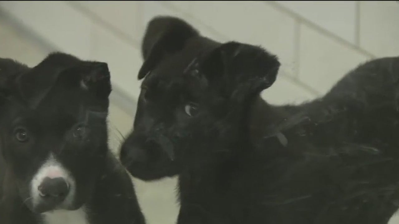 San Francisco SPCA waives puppy adoption fees, opens doors to SoCal animals