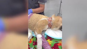 Abused dogs rescued from around Los Angeles County