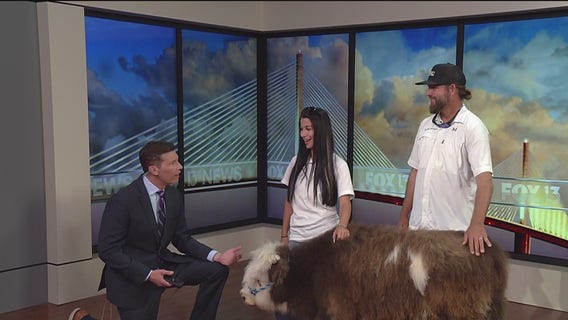 Viral mini-cow ‘Jason Moo-Moa’ visits FOX 13