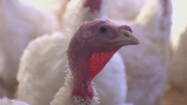 Minnesota-raised turkeys set to be pardoned at the White House