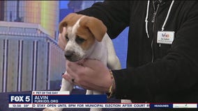 Pet of the Day: Alvin