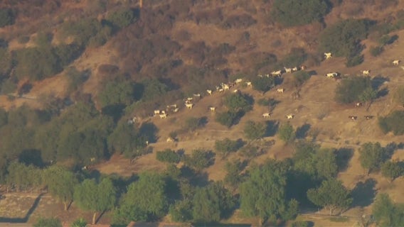 Livestock caught near fire in Sylmar