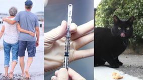 SuperAgers, mRNA vaccine research & ‘black cat boyfriend’ dating trend | ChicagoNOW