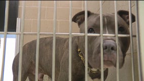 Humane Society of Huron Valley stuffed with over 500 animals