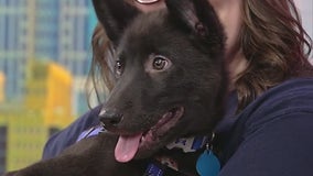 Meet Nauls: Our Pet of the Day