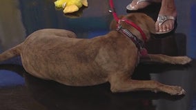 Meet Jolly: Our Pet of the Day