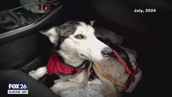 Husky trapped on Clear Lake island rescued after days, will be fostered in Fort Worth