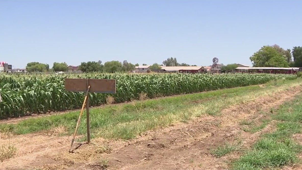 How is AZ impacted by the immigration crackdown?