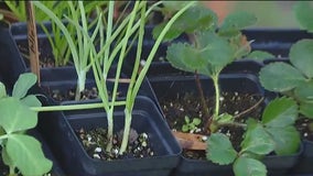 Planting strawberries for 2025