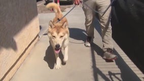 Overcrowding at animal shelter in Camarillo