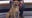 Elvis at Pflugerville Animal Shelter