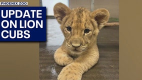 Phoenix Zoo lion cubs expected to debut in October