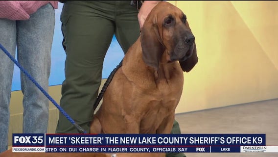 Meet Skeeter, Lake County's new K-9 bloodhound