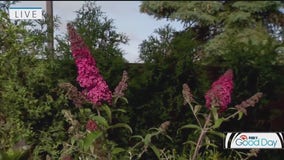 New plant varieties