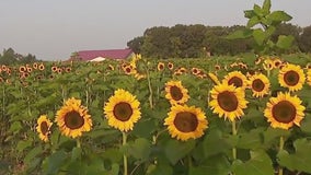 Sunflower fields in full bloom at Lino Lakes farm