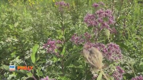 Longwood Gardens Meadow Garden