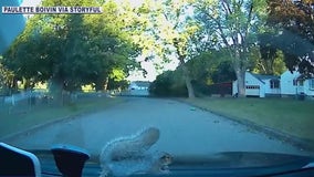Falling squirrel caught on video | Forecasting with Friends