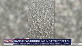 Sand fleas frolicking in Satellite Beach