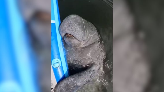 Florida mom goes viral for special bond with manatee named 'Paddle'