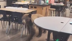 Bear greets teacher in classroom