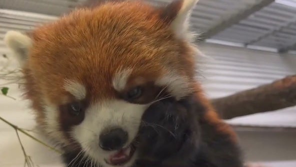 FOX 9 Morning News: May 21, 2025