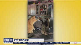 Good Day Pet Tricks for Friday, Dec. 13