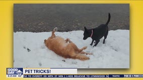 Pet Tricks for Monday, Dec. 9