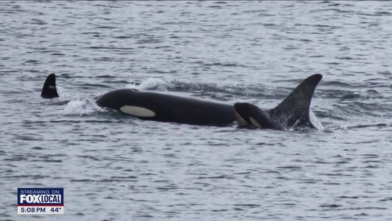 Orca Tahlequah seen pushing second dead calf in WA waters