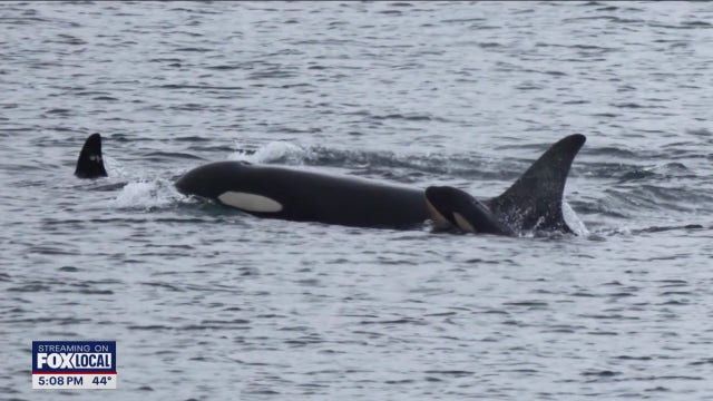 Orca Tahlequah seen pushing second dead calf in WA waters