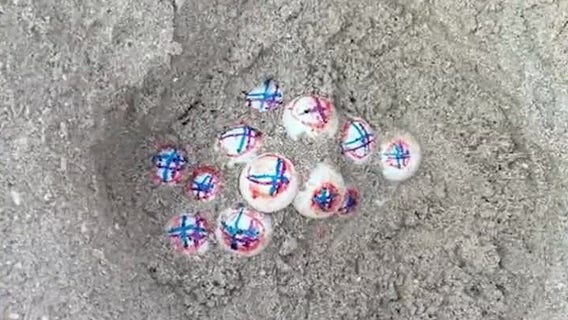 FWC decorates sea turtle eggs for research