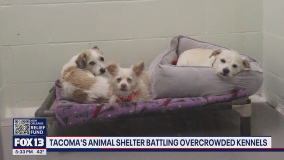 Tacoma animal shelter battling overcrowded kennels