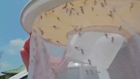 West Nile virus in Williamson County